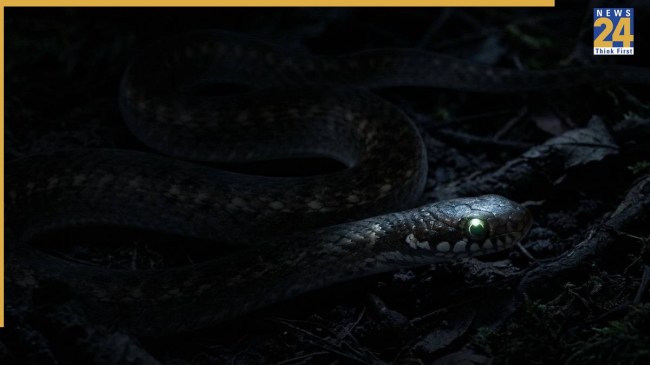 world unknown snake species Keelback discovered in india (1) -1
