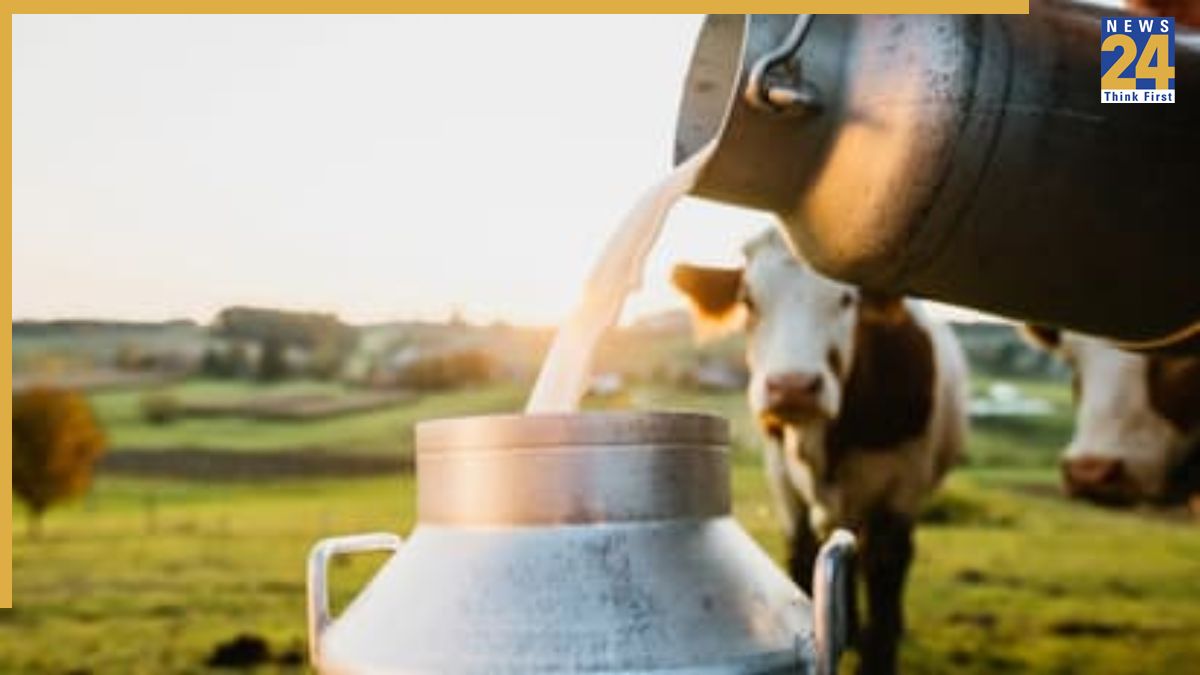 Amul milk price USA-1