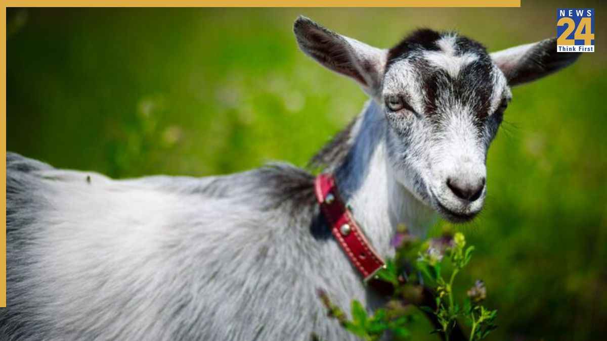 Bakra Eid 2026: मुसलमान बकरे की कुर्बानी क्यों देते हैं? जानिए वो दिल छू लेने वाली कहानी, जिसे सुनकर आज भी आंखें नम हो जाती हैं