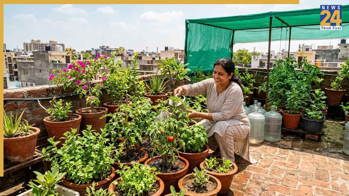 भीषण गर्मी से सूख रहे हैं छत पर लगे सारे पौधे? तुरंत अपनाएं ये गार्डनिंग टिप्स