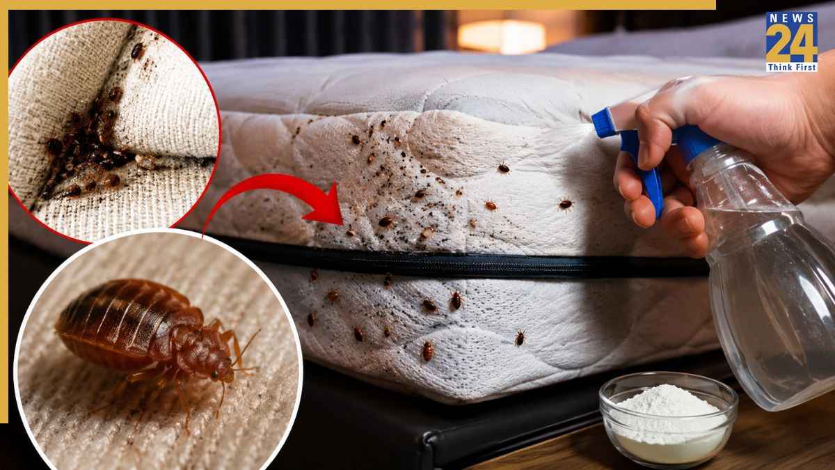 Bed Bugs: खटमलों ने कर दिया जीना हराम? अपनाएं ये 5 रुपये वाली ट्रिक, मिनटों में खत्म होगी पूरी फौज