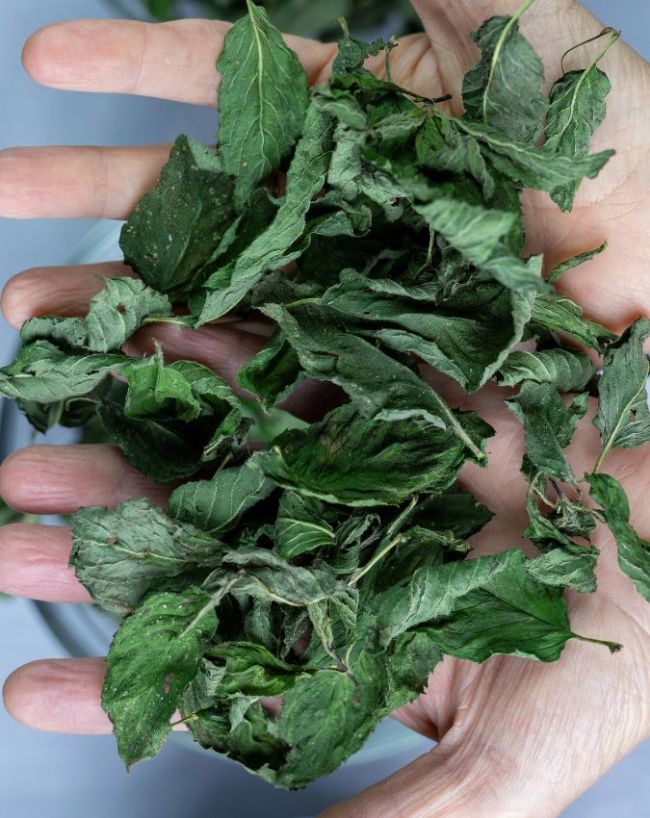 Mint water benefits-1-2