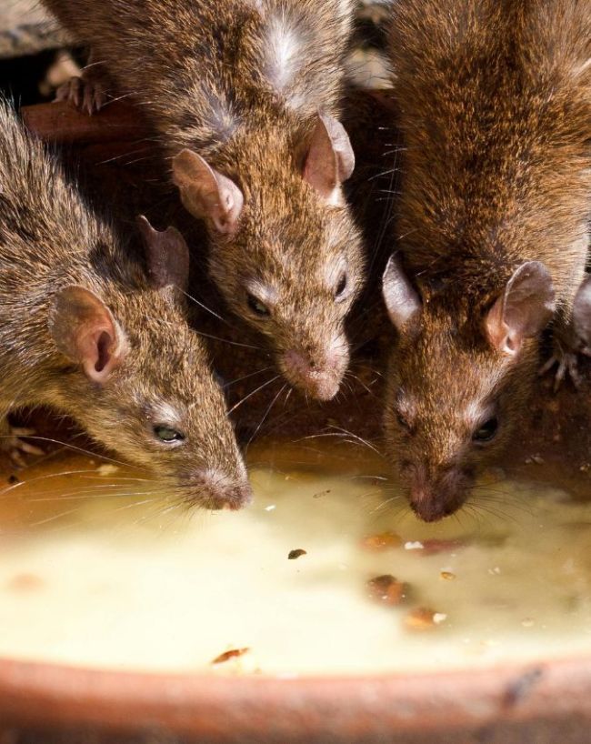 Hantavirus vs coronavirus difference-1-2-3