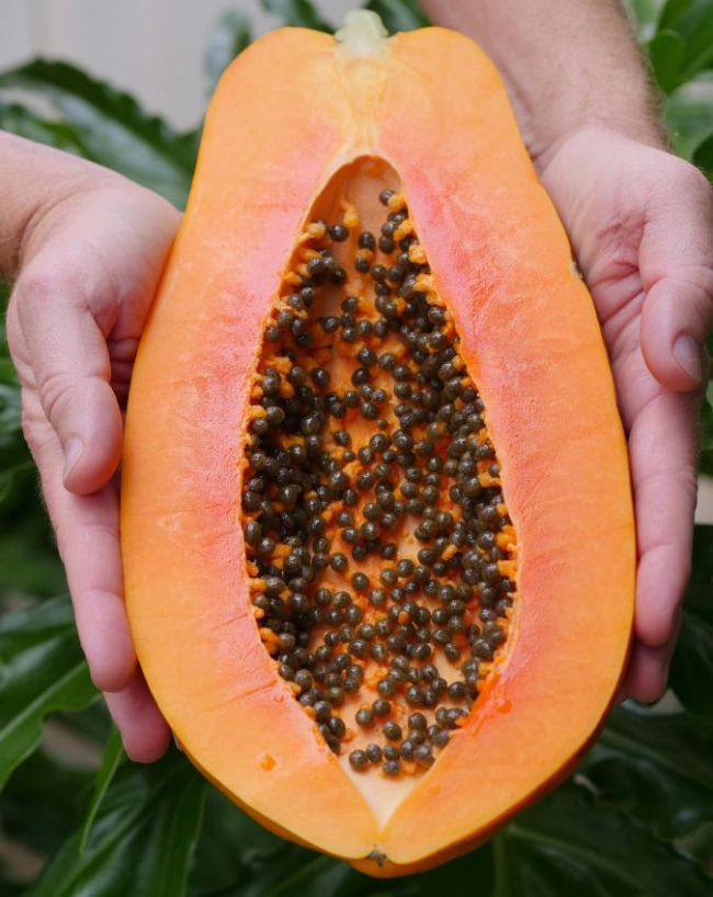 Papaya Side Effects-1-2