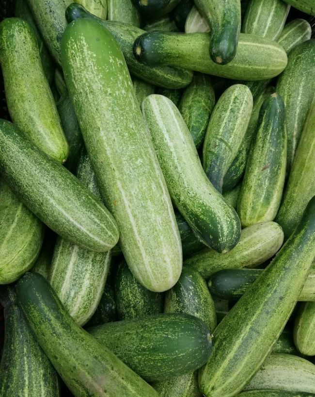 Who Should avoid Cucumber-1-2-3-4-5-6-7