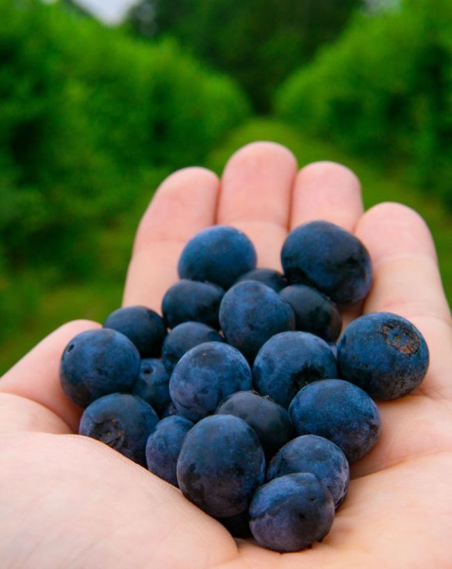 Blueberries Benefits in hindi-1-2-3-4-5-6-7