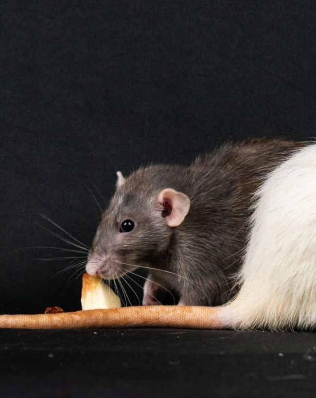 Hantavirus vs coronavirus difference-1-2-3-4