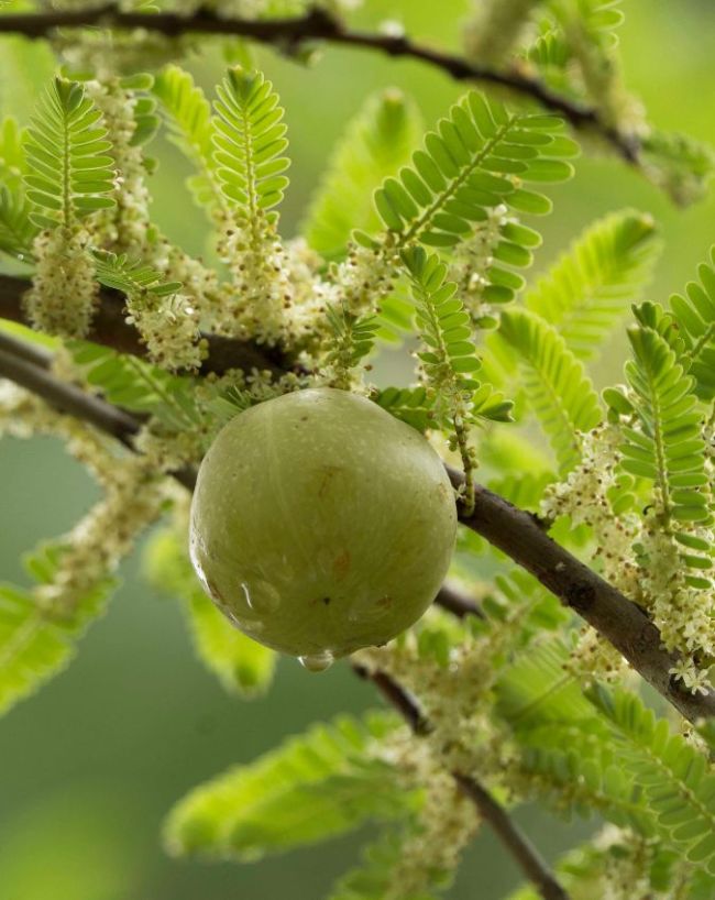 Who Should Avoid Amla-1-2