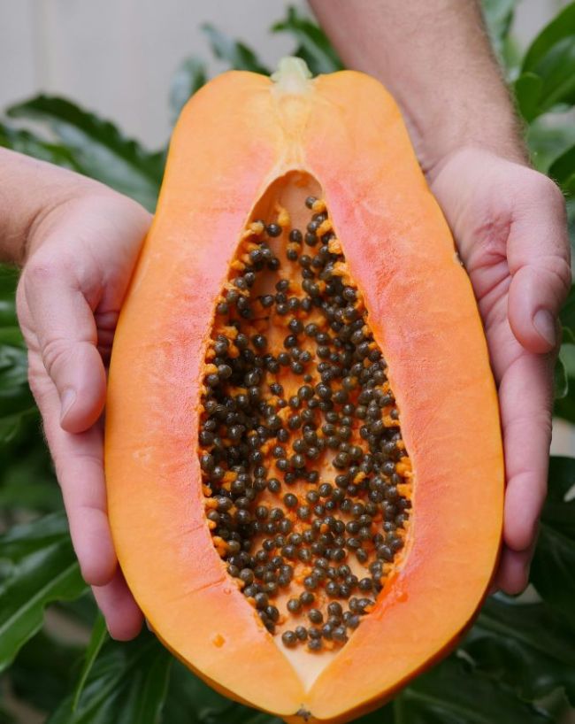 Benefits Of Eating Papaya Seeds-1-2-3-4-5