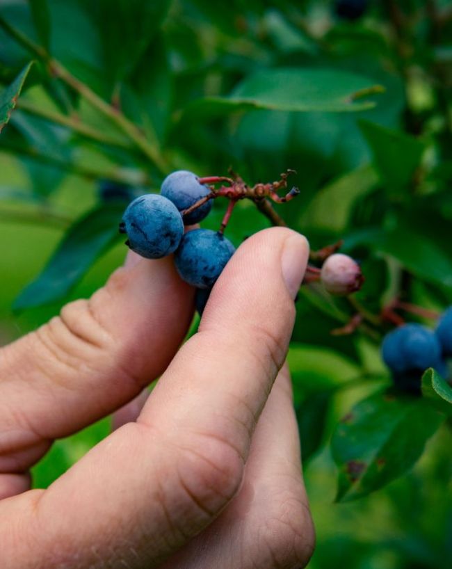 Blueberries Benefits in hindi-1-2-3-4
