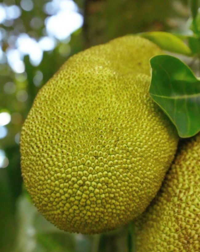 Benefits Of Eating Jackfruit-1-2