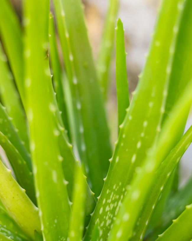 Aloe vera gel benefits-1-2-3-4
