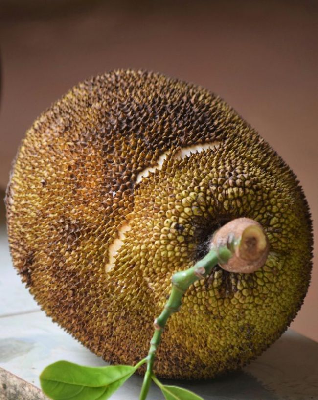 Benefits Of Eating Jackfruit-1-2-3-4-5-6