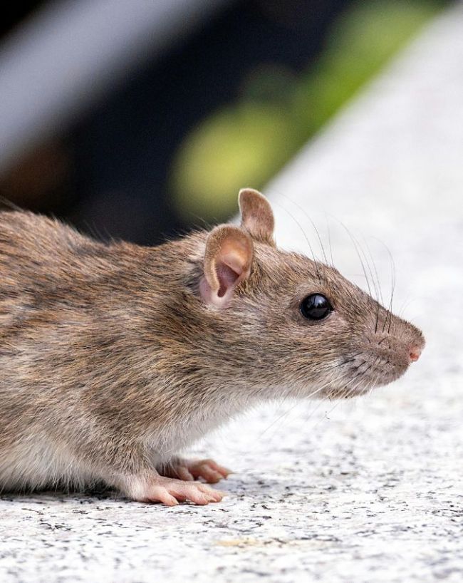 Hantavirus Outbreak-1-2-3-4-5-6-7