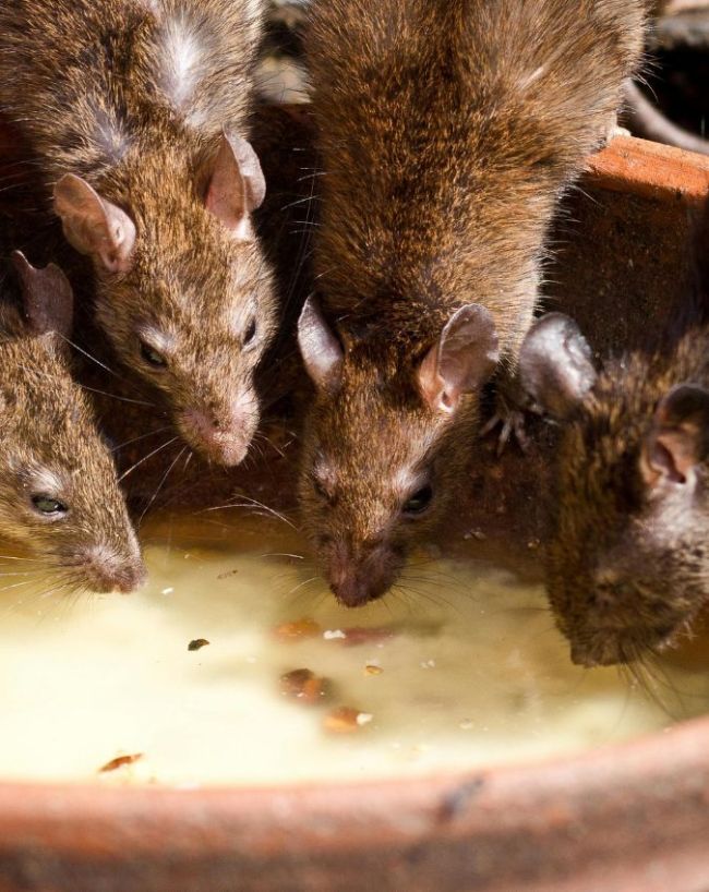 Hantavirus Outbreak-1-2-3