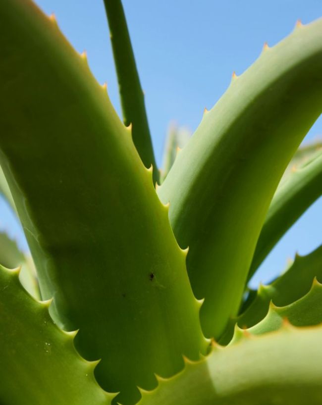 Aloe vera gel benefits-1-2-3-4-5
