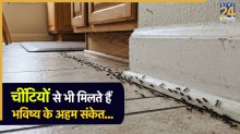 Ants in House Meaning