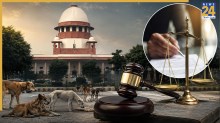 Supreme Court Stray Dogs
