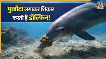 समुद्र की गहराई में चेहरे पर मुखौटा लगाकर शिकार करती हैं डॉल्फिन! वैज्ञानिकों ने कैमरे में कैद किया रोंगटे खड़े कर देने वाला मंजर
