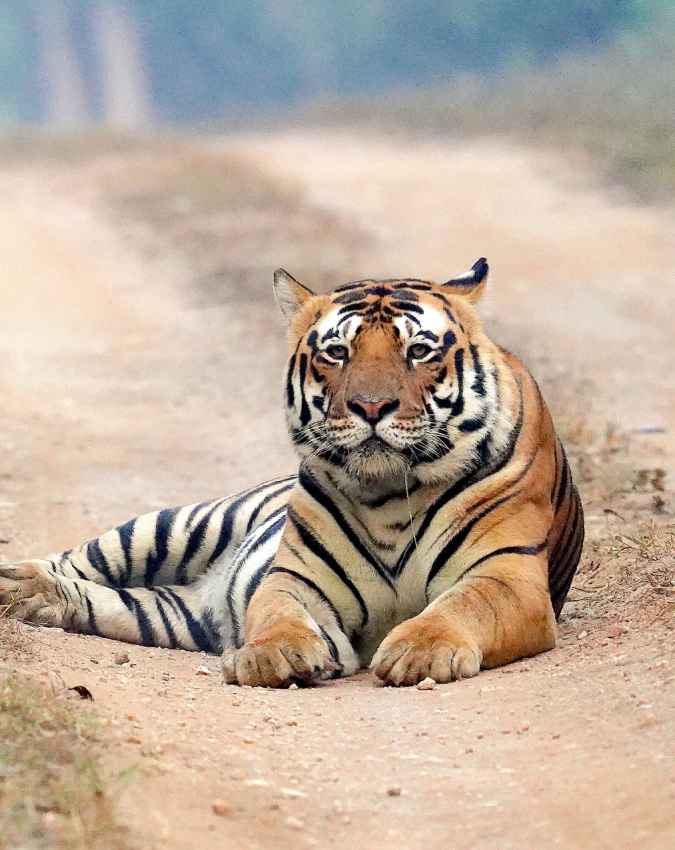 सतपुड़ा टाइगर रिजर्व