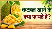 Benefits Of Eating Jackfruit