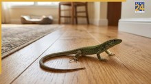 Lizard Walking on Ground