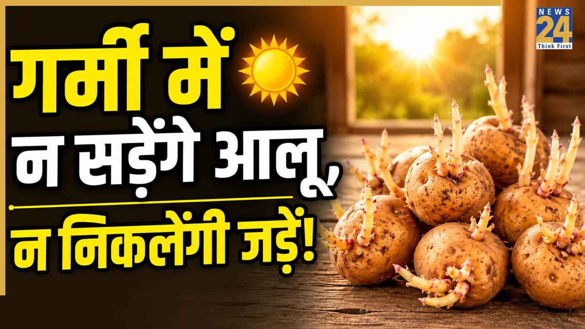 Kitchen Hacks: आलू को हफ्तों तक फ्रेश रखने का देसी जुगाड़, जड़ निकलने और काला पड़ने की टेंशन होगी खत्म