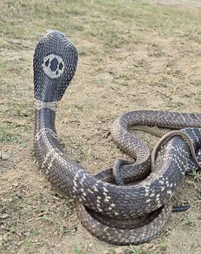 चंद्रनाग से जुड़ी अन्य बातें
