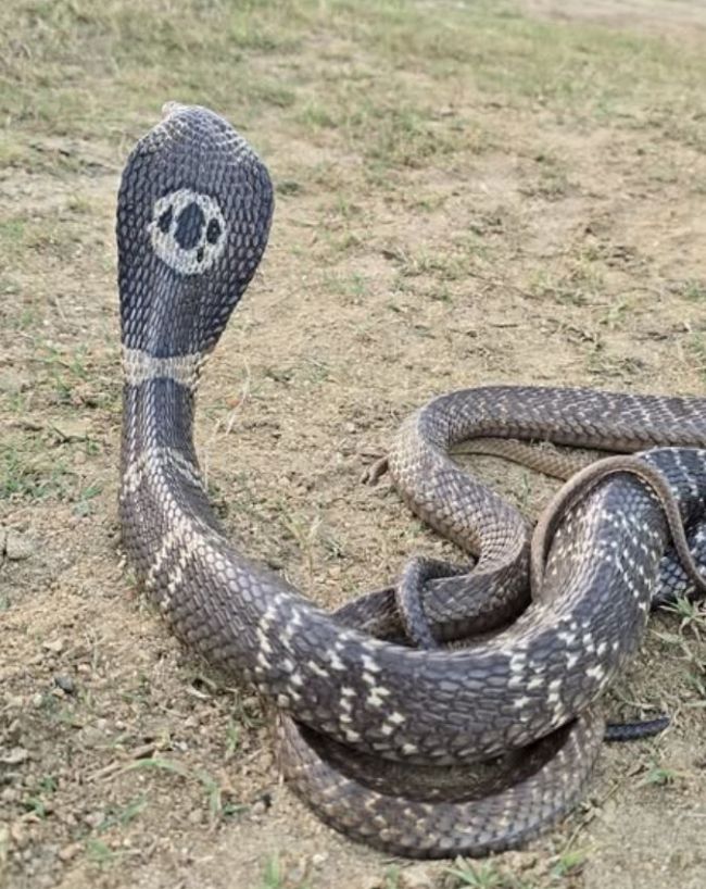 SNAKE.jpg_2ae52c -1-2-3-4-5