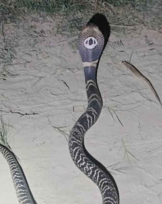 फन पर होता है गोल निशान