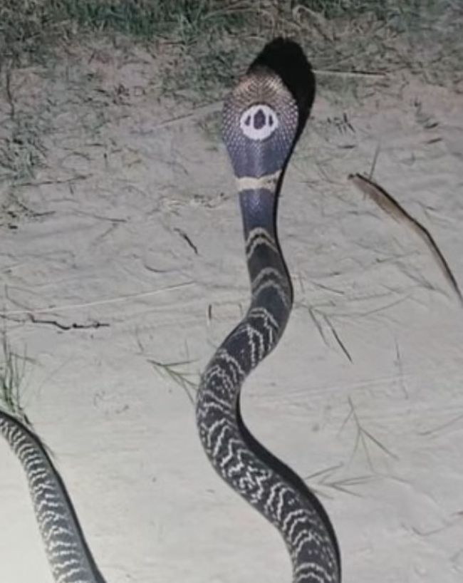 SNAKE.jpg_2ae52c -1-2