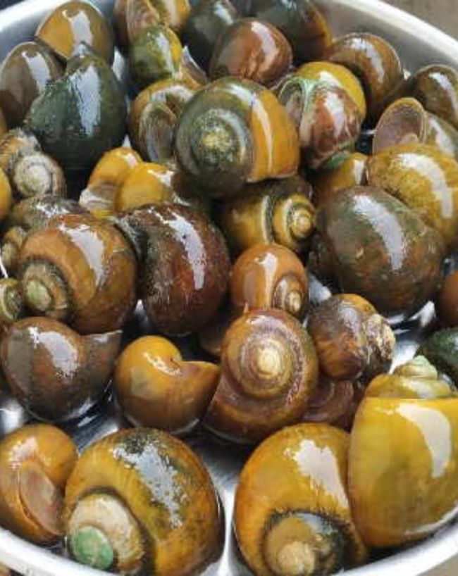 Which Animal  Have 25000 Teeth-1-2-3-4-5-6