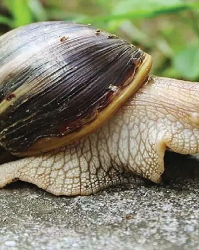 Which Animal  Have 25000 Teeth-1-2-3-4-5