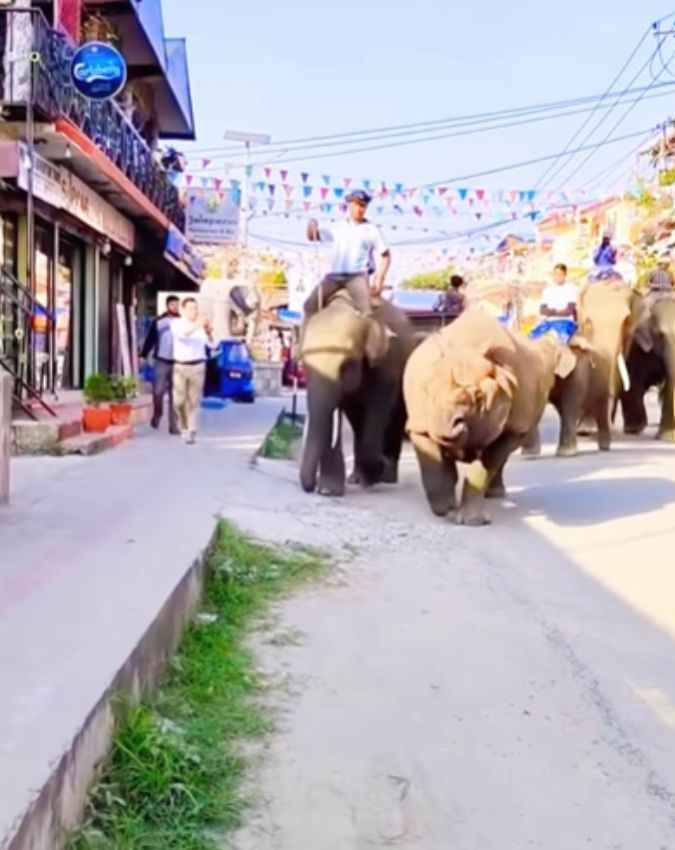 Rhino के नाम पर रखा गया होटल का नाम