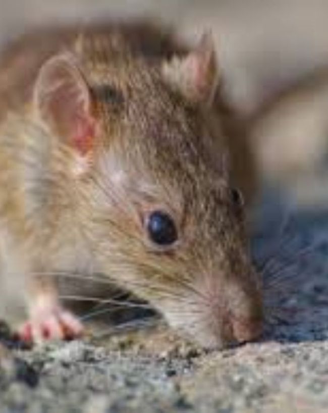 hantavirus symptoms and causes-1-2-3-4-5