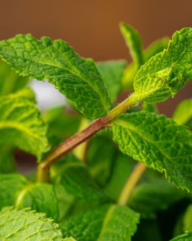 Plants to Keep Away Rats-1-2-3