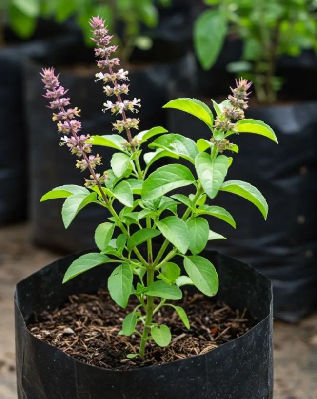 Plants to Keep Away Rats-1-2-3-4-5