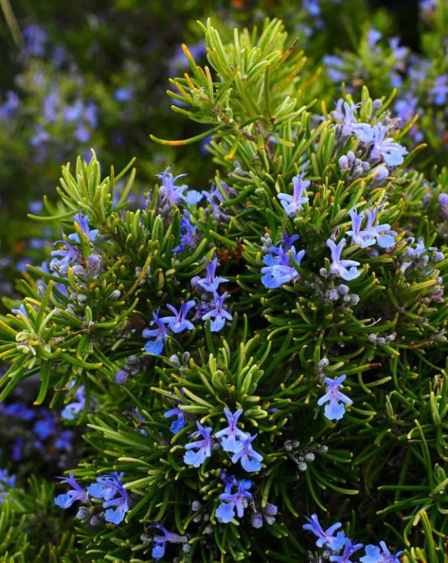 Plants to Keep Away Rats-1-2