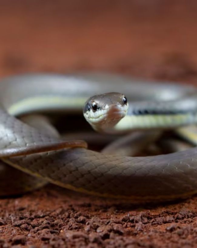 Snake Direction Vastu-1-2