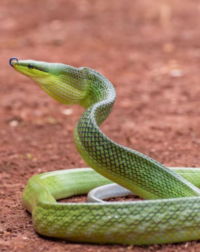 Snake Direction Vastu-1-2-3-4-5-6