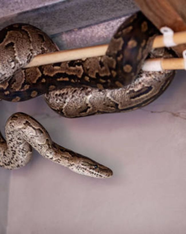 Snake Direction Vastu-1-2-3-4-5-6-7