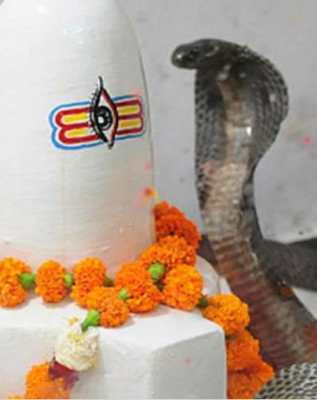 Snake Direction Vastu-1-2-3-4-5-6-7-8