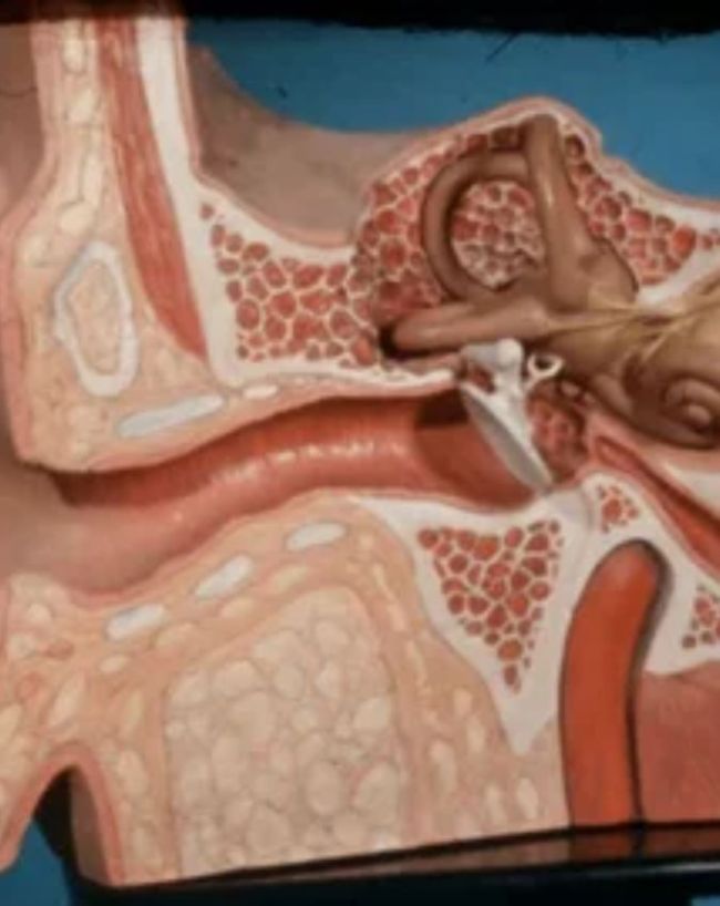what is ear infection what is ear infection-1-2-3-4-5