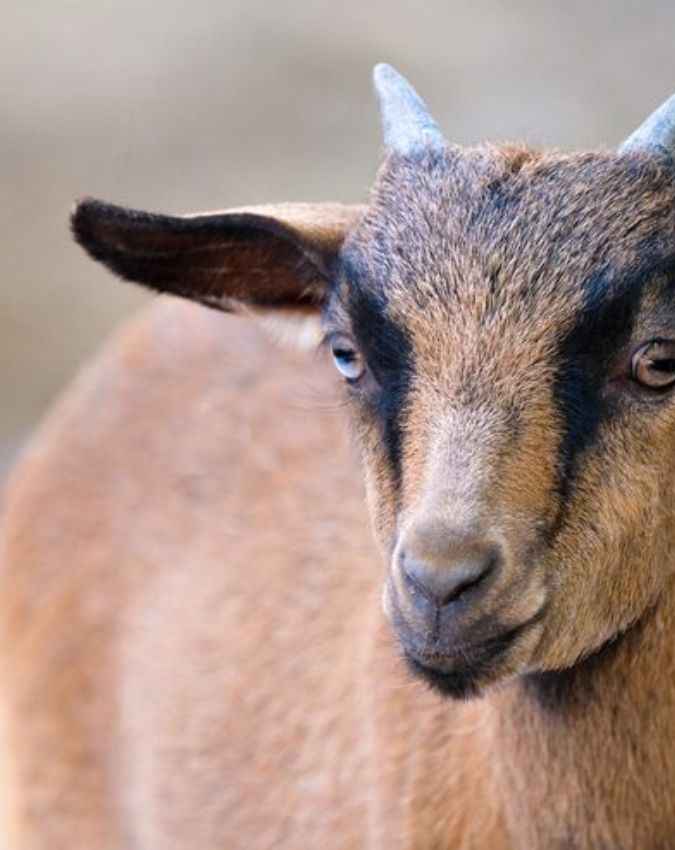 गर्मी में बकरों को डिहाइड्रेशन से बचाने का उपाय 
