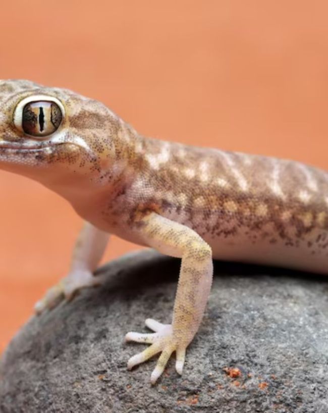 Sui Dhaga Lizards Hacks-1-2-3-4-5-6