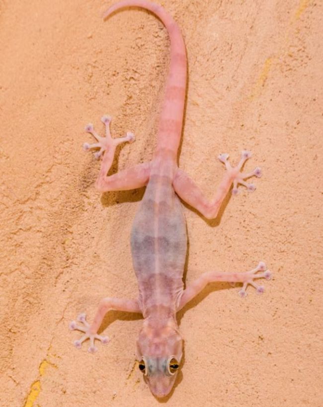 Sui Dhaga Lizards Hacks-1-2-3-4-5