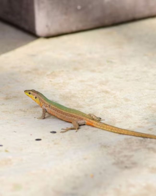 Sui Dhaga Lizards Hacks-1-2-3