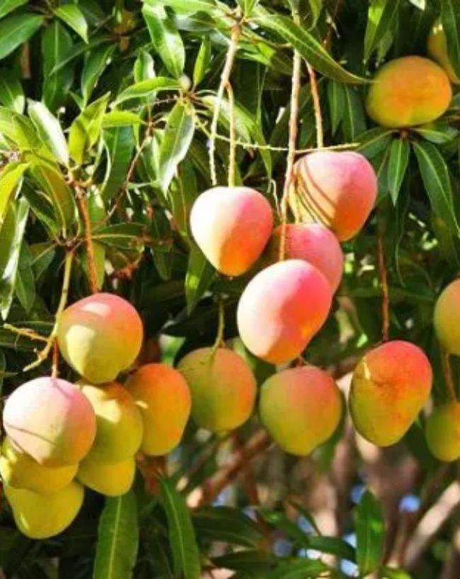 Japan Miyazaki Mango-1-2