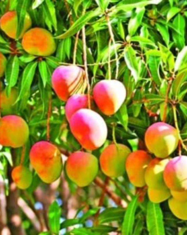 Japan Miyazaki Mango-1-2-3