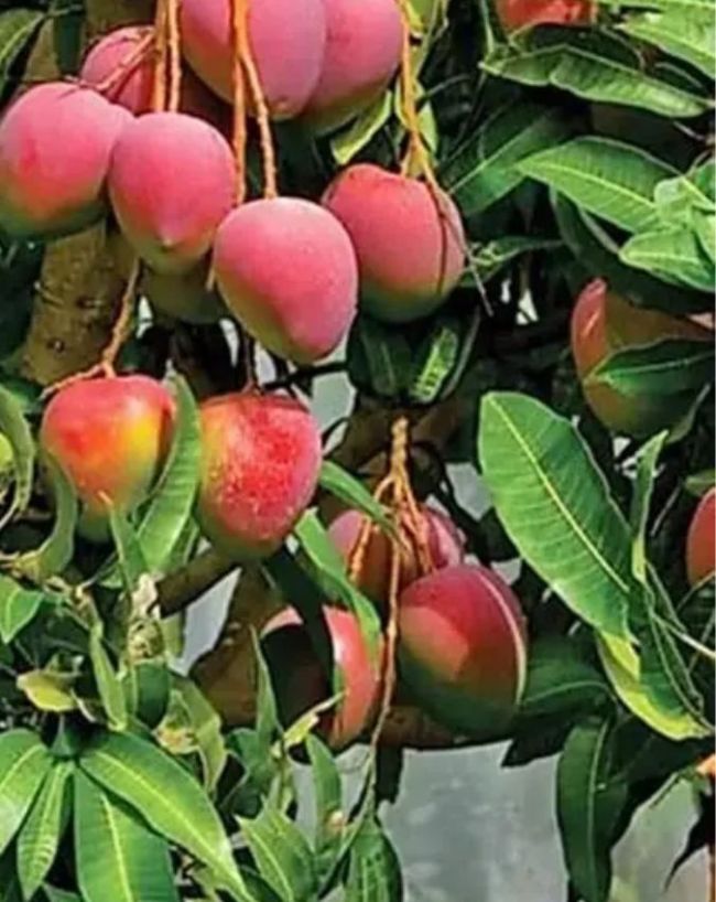 Japan Miyazaki Mango-1-2-3-4